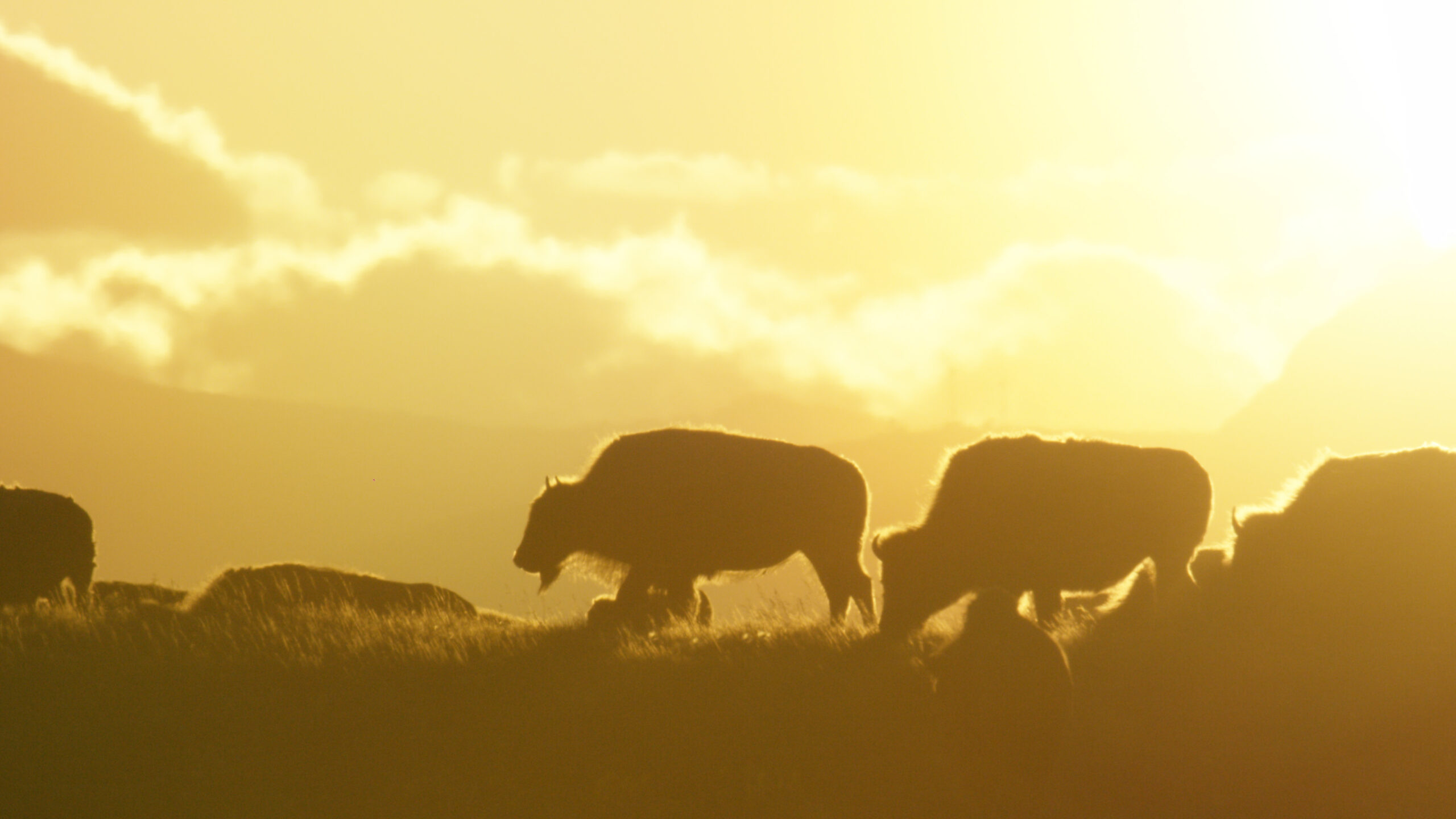 Buffalo Sunset