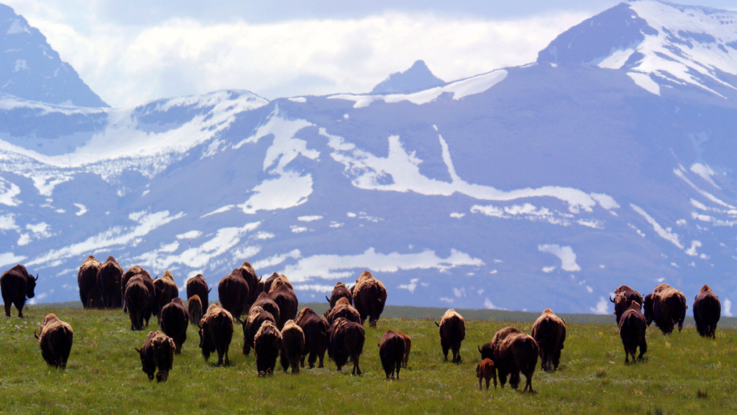 Buffalo Herd and Mountains