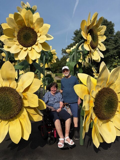 A field of sunflowers